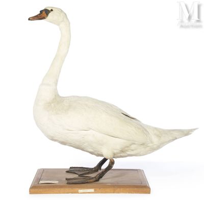 a white duck that is standing on a wooden base