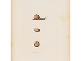 a drawing of a snail and a snail shell on a piece of paper
