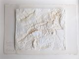 une assiette blanche sur laquelle est représenté un fossile de dinosaure