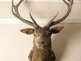 a deer head mounted on the wall with a stick
