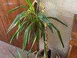 a potted plant sitting on a table next to a piano