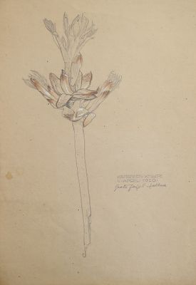 un vieux dessin représentant une fleur sur un bout de papier