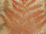 an image of a piece of glass with a fern design on it