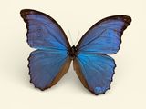 Photo 2/4 du lot