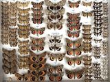 many different types of moths displayed in a display case