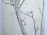 dessin au crayon représentant un arbre sur la branche duquel est perché un oiseau