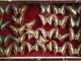 many butterflies that are sitting in a box together