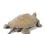 a small turtle that is sitting on a white surface