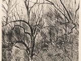 dessin représentant une photo en noir et blanc d'arbres dans un parc
