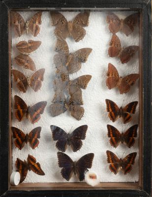 a lot of butterflies in a shadow box on the wall