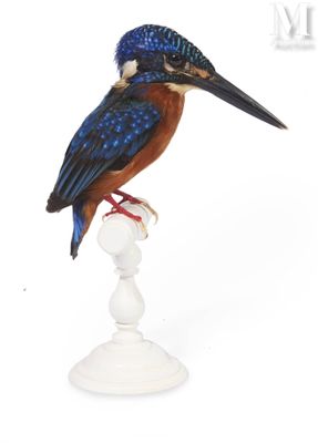 a bird that is sitting on top of a white pedestal