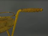 a yellow chair that has a handle on it
