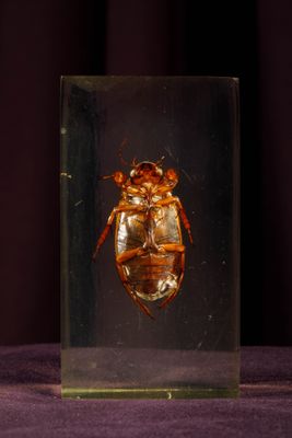 a close up of a bug in a glass container on a purple surface