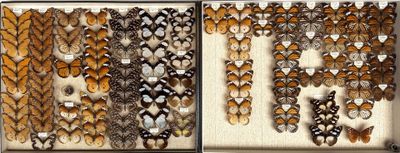 two pictures of butterflies in a display case on a wall