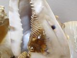 shells and starfishs on a table with a white wall in the background