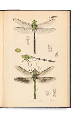 an open book with a drawing of a dragonfly and two other dragonflies