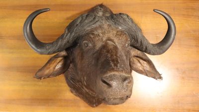 Buffle caffer (Syncerus caffer) (CH)