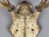 une tête d'antilope accrochée au mur d'une pièce