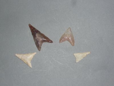 Trois dents de requin sont représentées sur une table, sur fond gris.