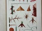 an old book with illustrations of plants and animals on it