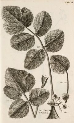 un vieux dessin en noir et blanc représentant une plante avec des feuilles et des fleurs