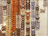 a lot of butterflies that are on display in a white frame