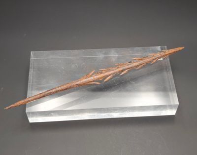 une photo d'un bâton en bois exposé dans une vitrine transparente