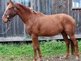 un cheval brun debout devant un bâtiment en bois