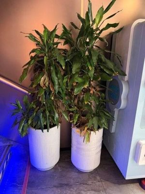 deux plantes en pot posées l'une à côté de l'autre sur un plan de travail