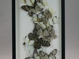 a black and white picture of a group of butterflies in a shadow box