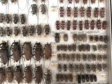 a lot of bugs that are hanging on the wall