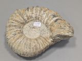 an image of a fossilized shell with a tag on it ' s side