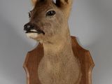une tête de cerf fixée sur une plaque en bois accrochée à un mur blanc