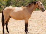 un cheval qui se tient dans un champ, avec des arbres en arrière-plan