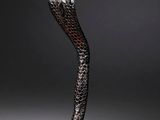 a close up of a statue of a snake on a black background