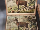 a picture of a picture of a mountain goat in a box