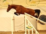 a horse that is jumping over an obstacle