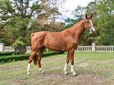 a brown horse that is standing in the grass