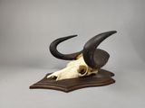 skull of a bull with horns on a wooden stand
