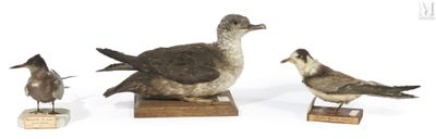 three birds that are standing on a wooden stand