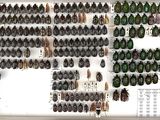 a lot of beetles that are on display in a display case