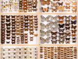 a collection of butterflies displayed in a display case
