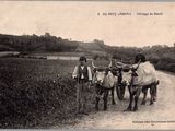 une photo en noir et blanc représentant un groupe d'hommes avec des bœufs
