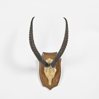 une tête d'antilope fixée sur une plaque en bois, dotée de longues cornes