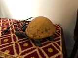 a turtle that is sitting on top of a table