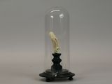 an elephant skeleton in a glass clochet on a wooden stand