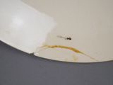 a white plate with a small bug on it
