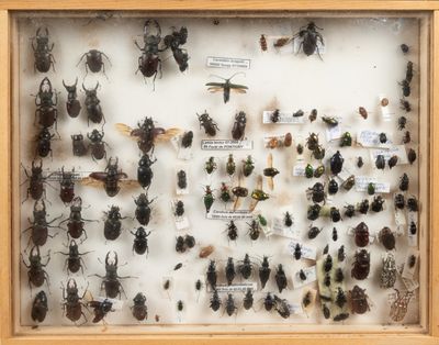 de nombreux insectes exposés dans un cadre en bois