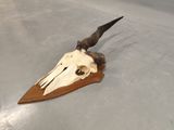 a skull of a bird on a wooden board on the floor