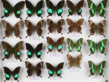 de nombreux papillons exposés dans une vitrine
